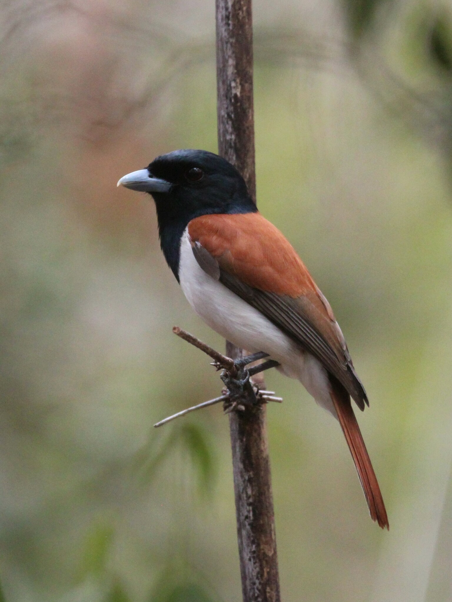 Rufous Vanga (Schetba rufa), photo 3