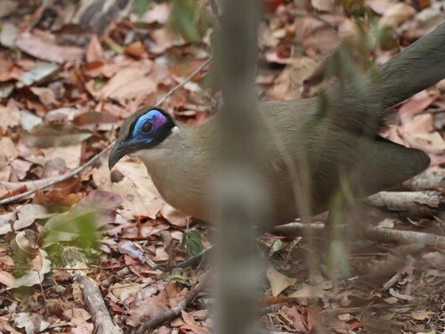 Giant Coua (Coua gigas), photo 4