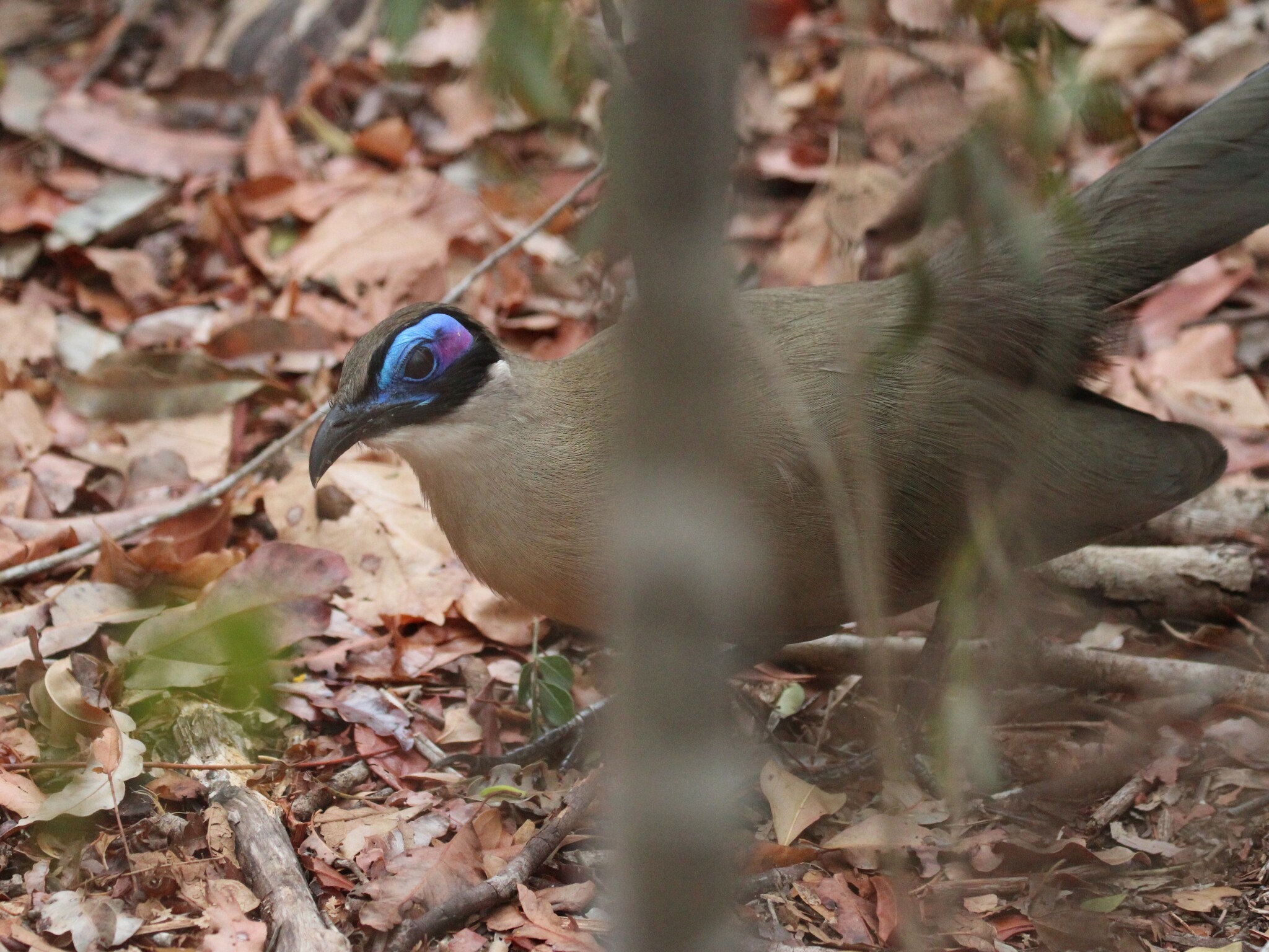 Giant Coua (Coua gigas), photo 2