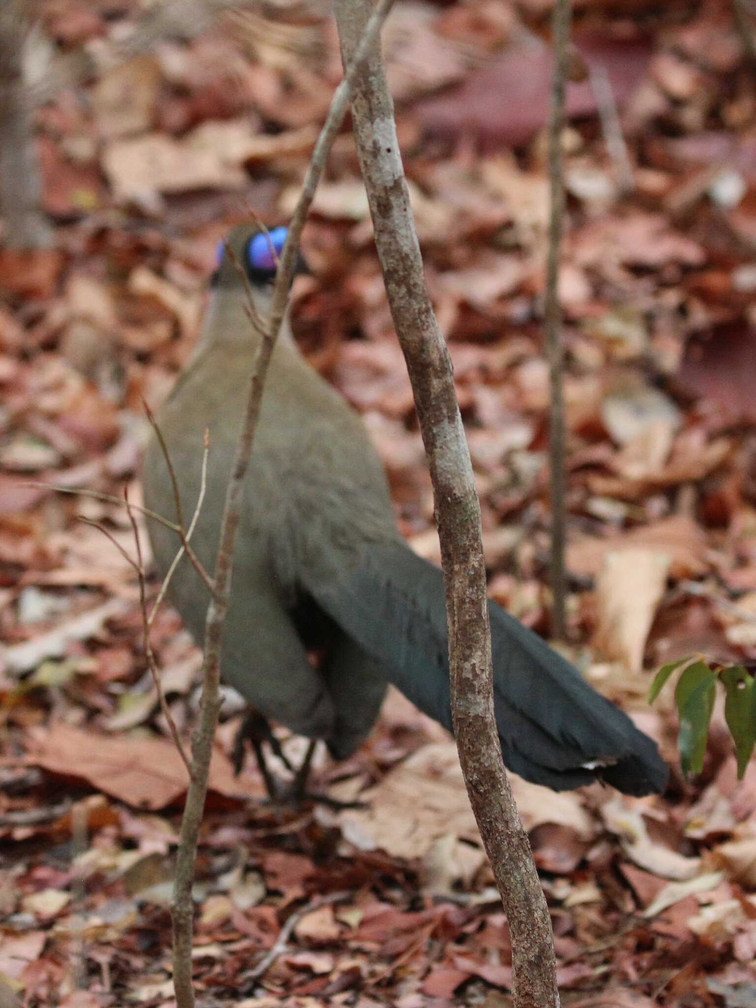Giant Coua (Coua gigas), photo 3
