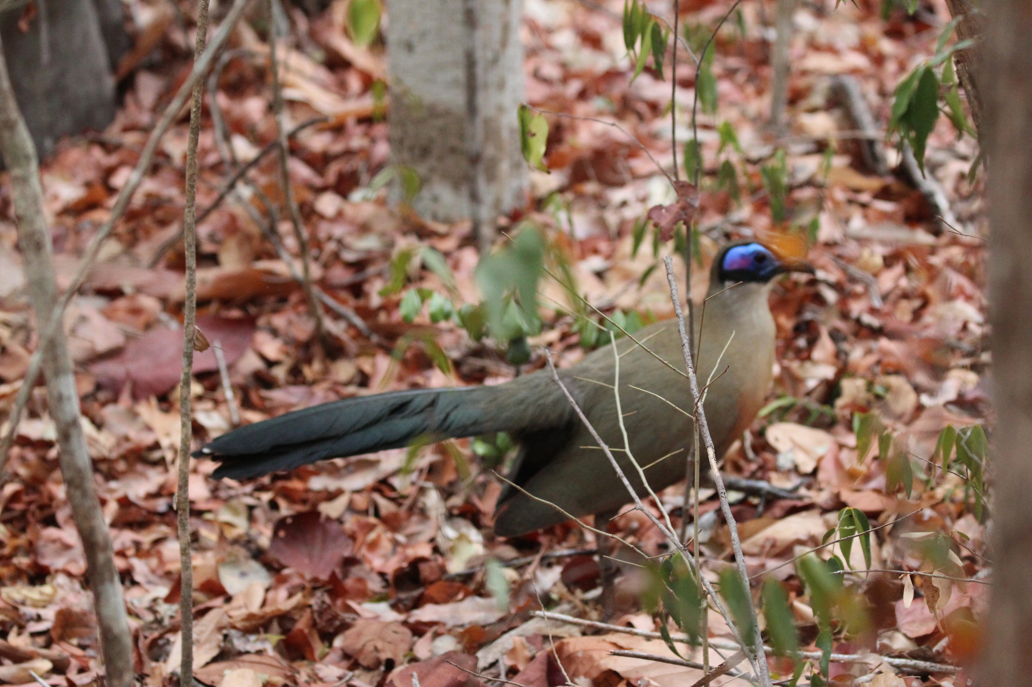 Giant Coua (Coua gigas), photo 4