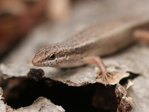Tandrefana Skink, Trachylepis tandrefana