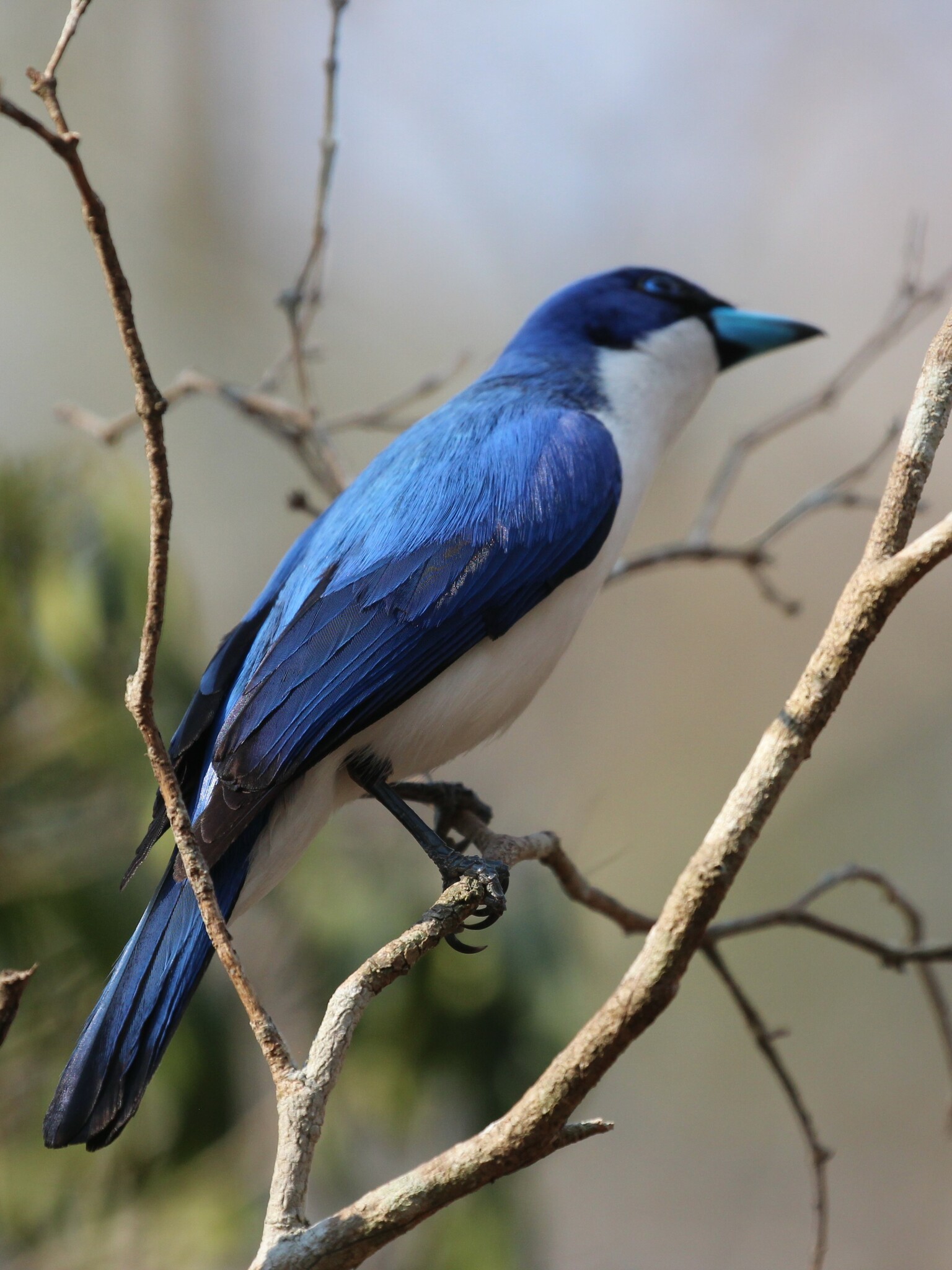 Madagascar Blue Vanga (Cyanolanius madagascarinus), photo 8