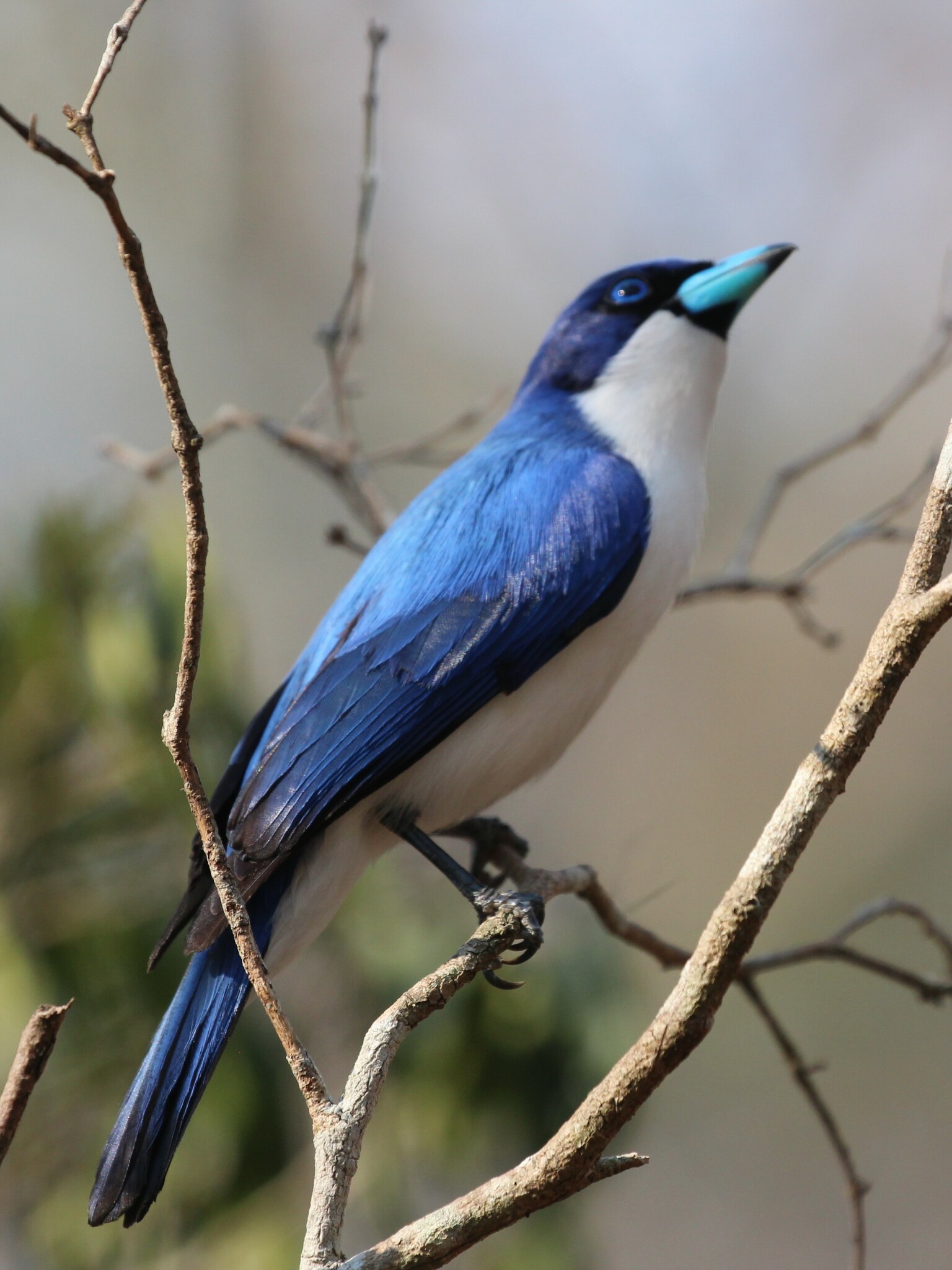 Madagascar Blue Vanga (Cyanolanius madagascarinus), photo 7