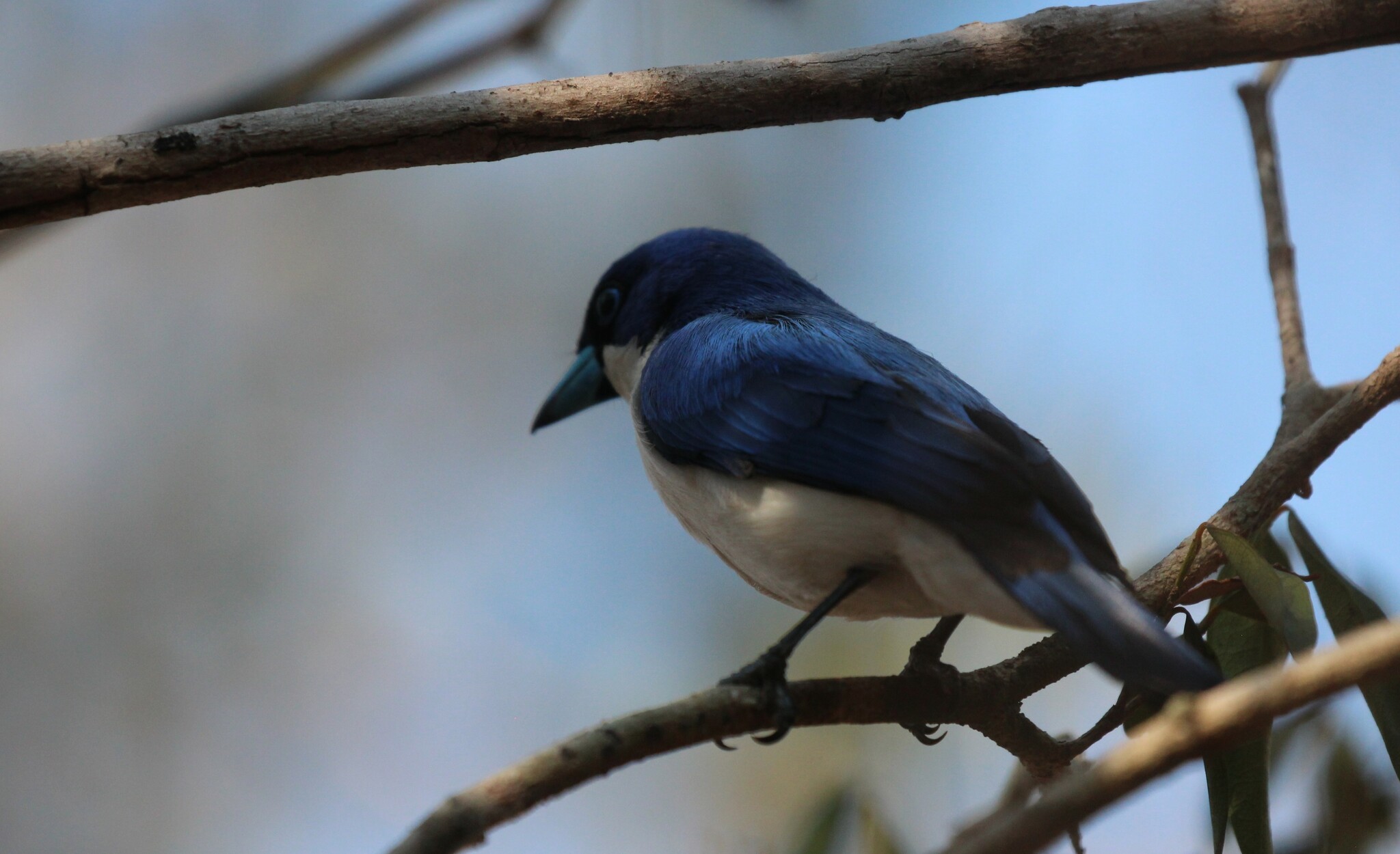 Madagascar Blue Vanga (Cyanolanius madagascarinus), photo 9