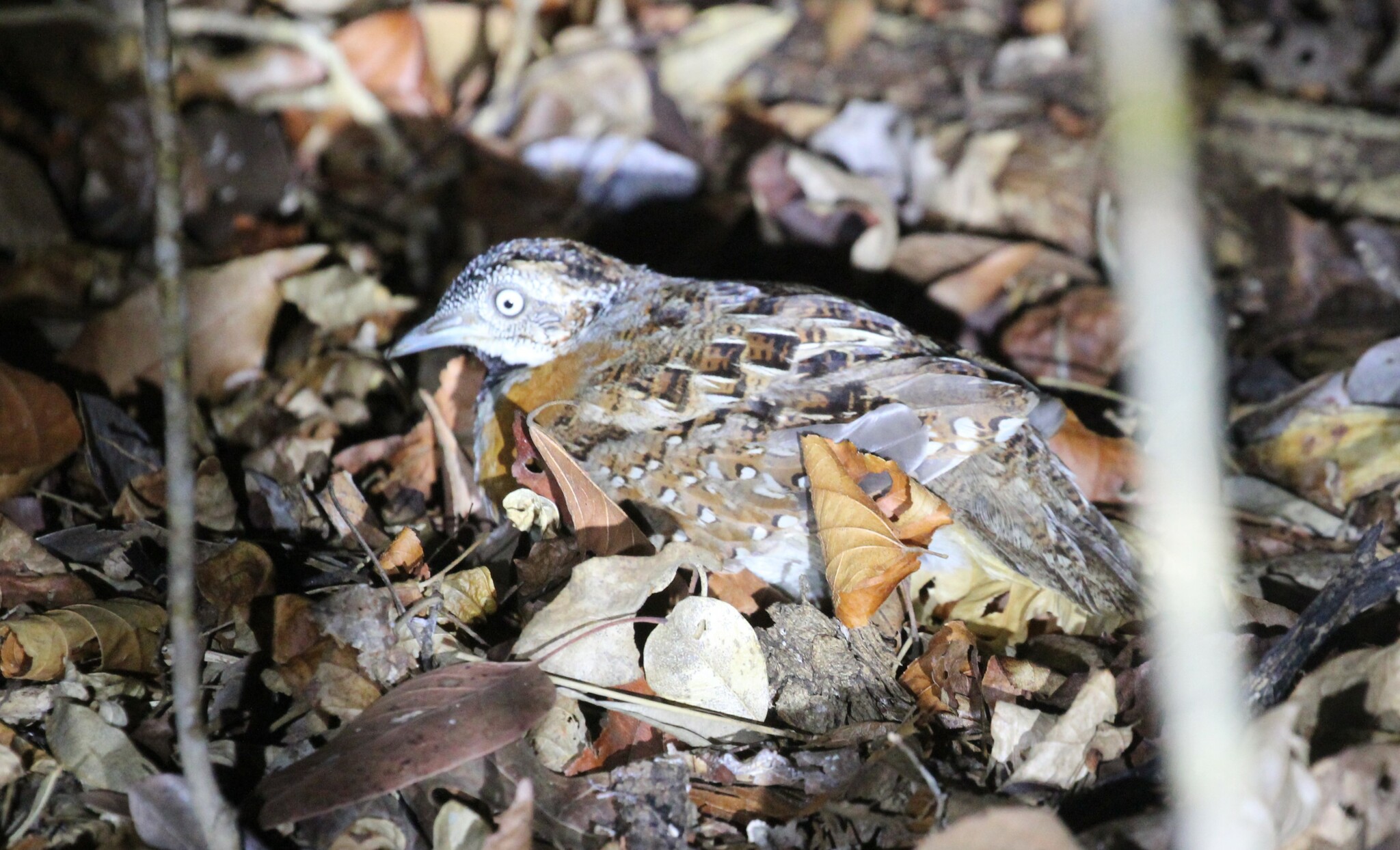 Madagascar Buttonquail (Turnix nigricollis), photo 3