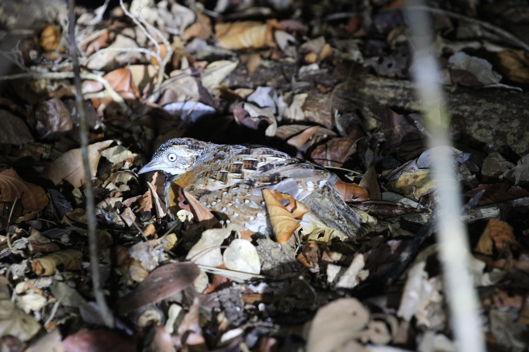 Madagascar Buttonquail (Turnix nigricollis), photo 4