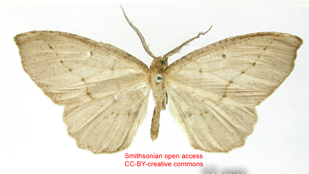 Nephodia bicolor