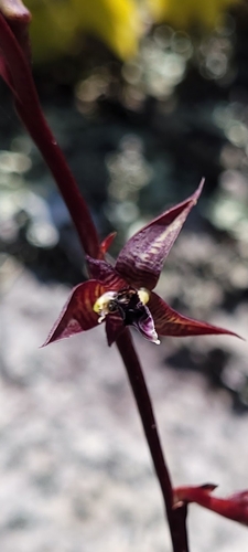 Bulbophyllum involutum