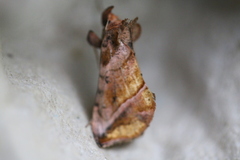 Pseudeva purpurigera