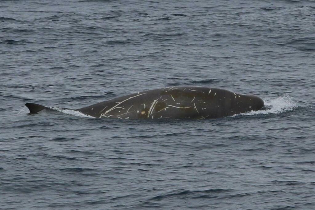 Southern Bottlenose Whale