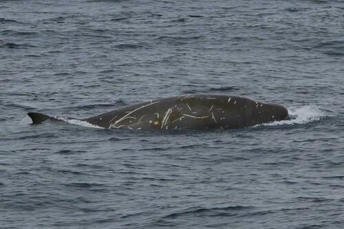 Southern Bottlenose Whale (Hyperoodon planifrons) — Least Concern Mammalia
