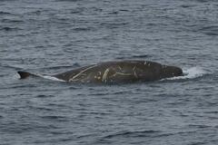 Southern Bottlenose Whale photo 1