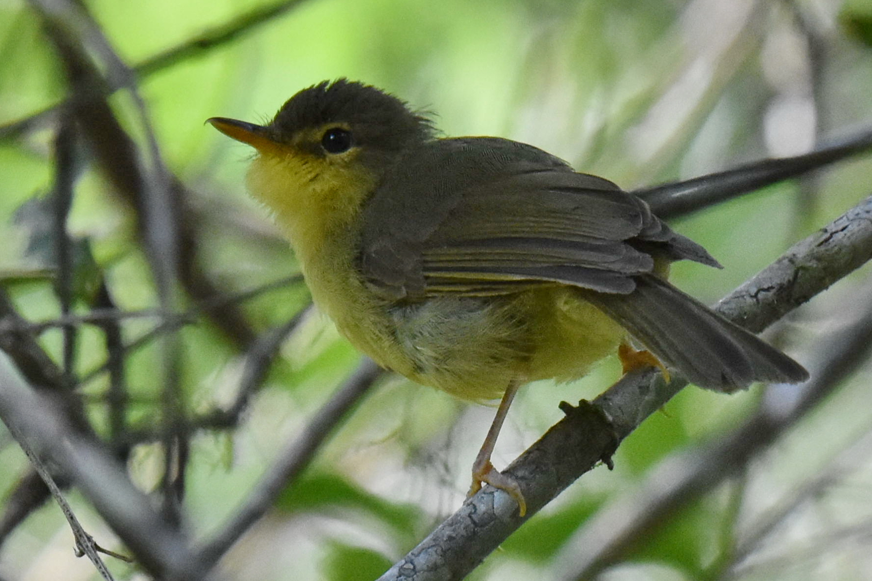 Spectacled Tetraka (Xanthomixis zosterops), photo 4