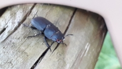 Dorcus parallelipipedus