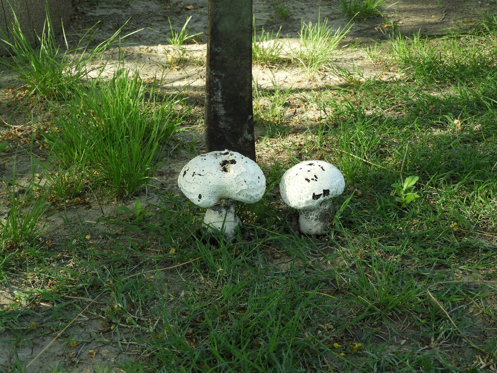 Calvatia cyathiformis · December 2024 · photo: © pablohcapovilla (iNaturalist, cc-by)