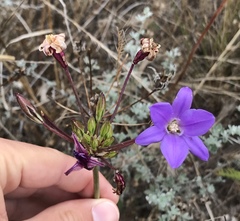 Brodiaea kinkiensis