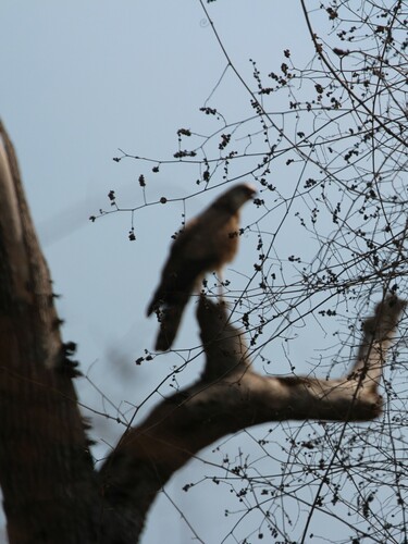 Madagascar Harrier-Hawk (Polyboroides radiatus), photo 6