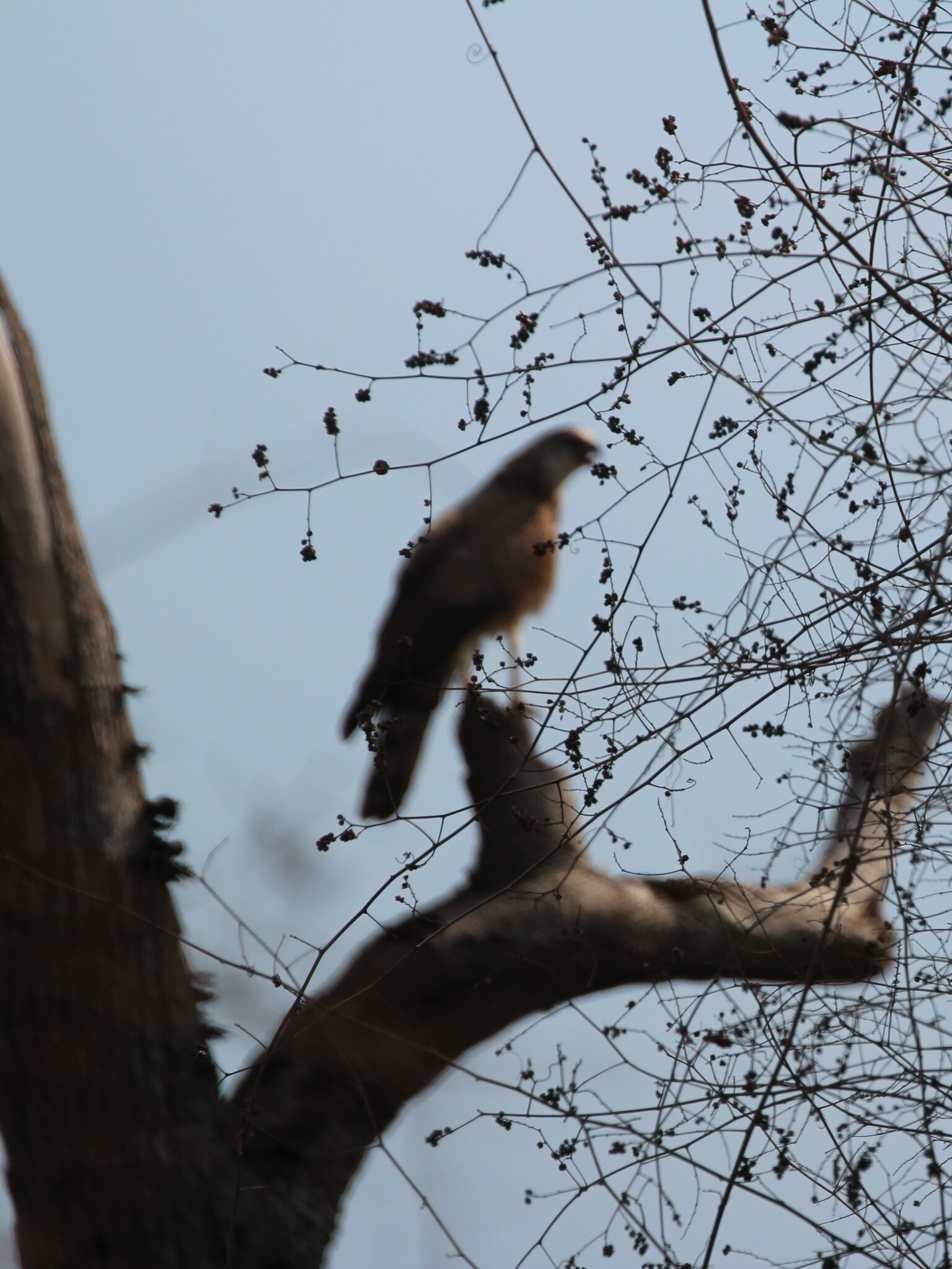 Madagascar Harrier-Hawk (Polyboroides radiatus), photo 7