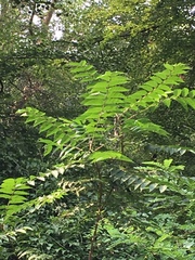 Ailanthus altissima