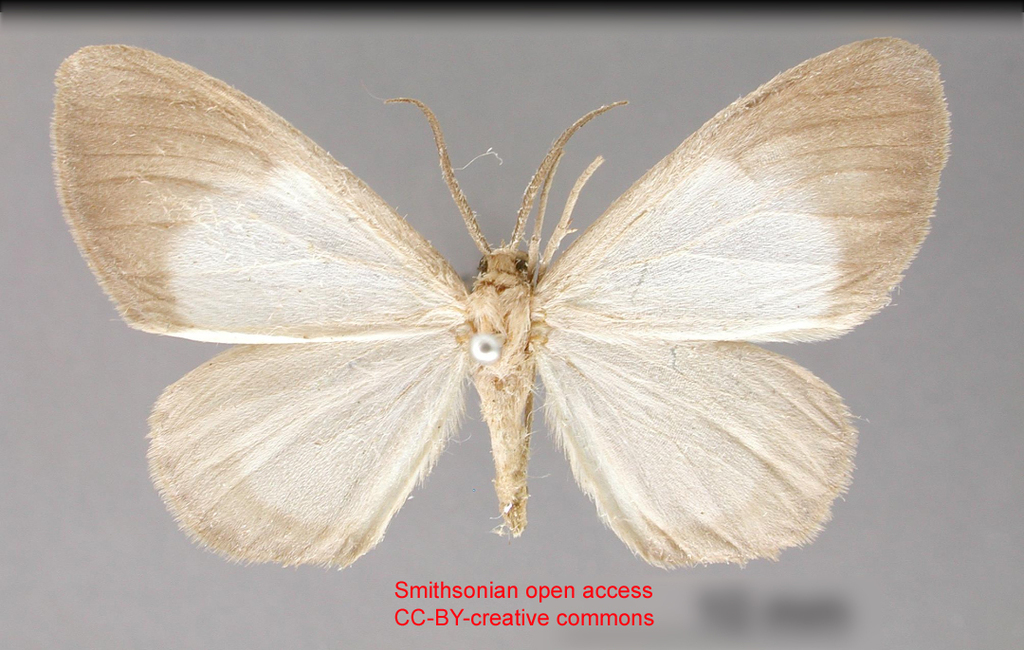 Nephodia claudaria