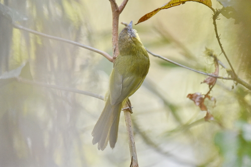 Wedge-tailed Jery (Hartertula flavoviridis), photo 3