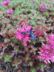 Zygaena filipendulae
