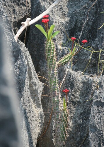 Image of Euphorbia viguieri by (c) Rob Foster, some rights reserved (CC BY)