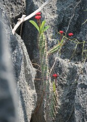 Euphorbia viguieri, photograph (c) Rob Foster, some rights reserved (CC BY)
