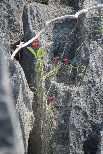 Euphorbia viguieri, photograph 4