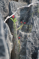 Euphorbia viguieri, photograph (c) Rob Foster, some rights reserved (CC BY)