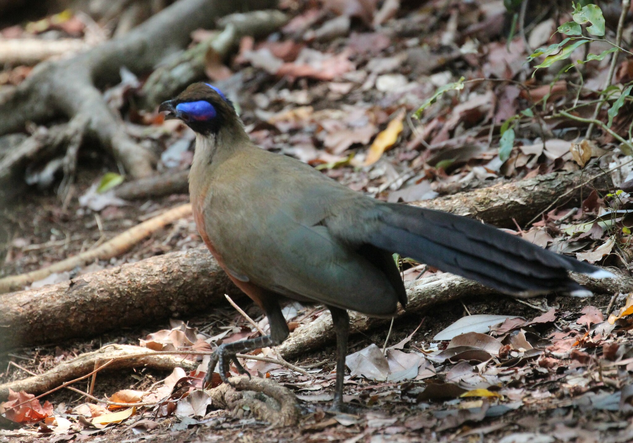 Giant Coua (Coua gigas), photo 8