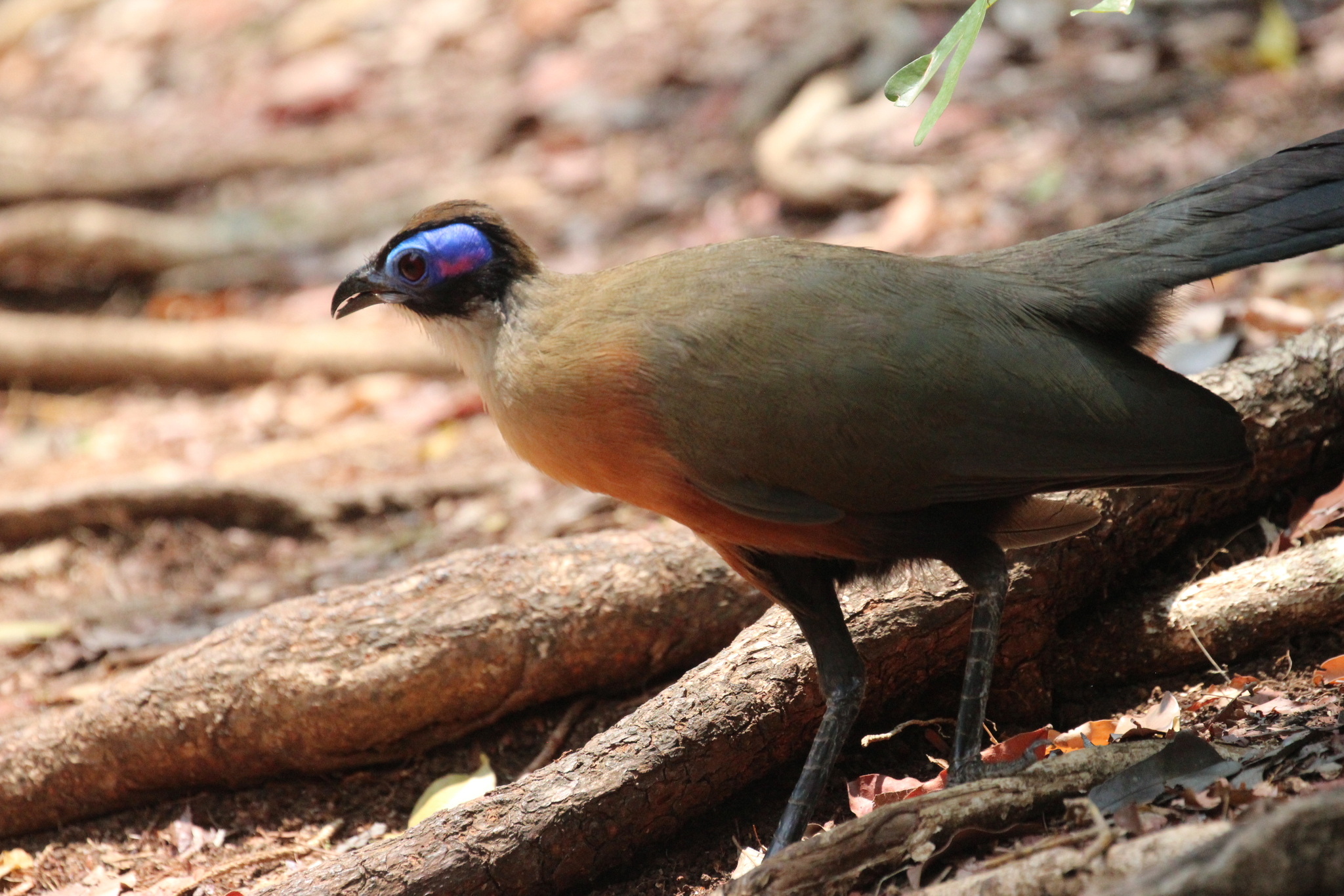 Giant Coua (Coua gigas), photo 7