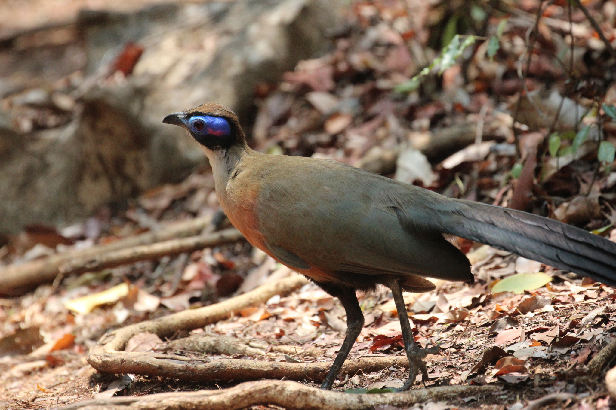 Giant Coua (Coua gigas), photo 6