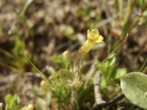 Erythranthe plotocalyx (Erythranthe plotocalyx)