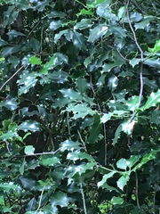 Ilex aquifolium