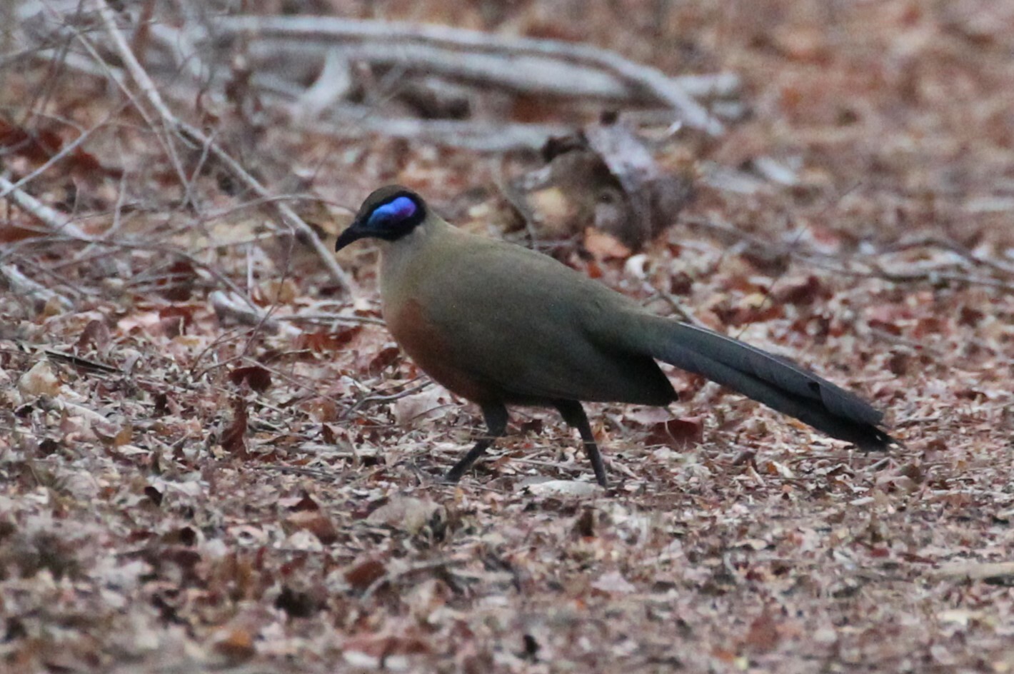 Giant Coua (Coua gigas), photo 9