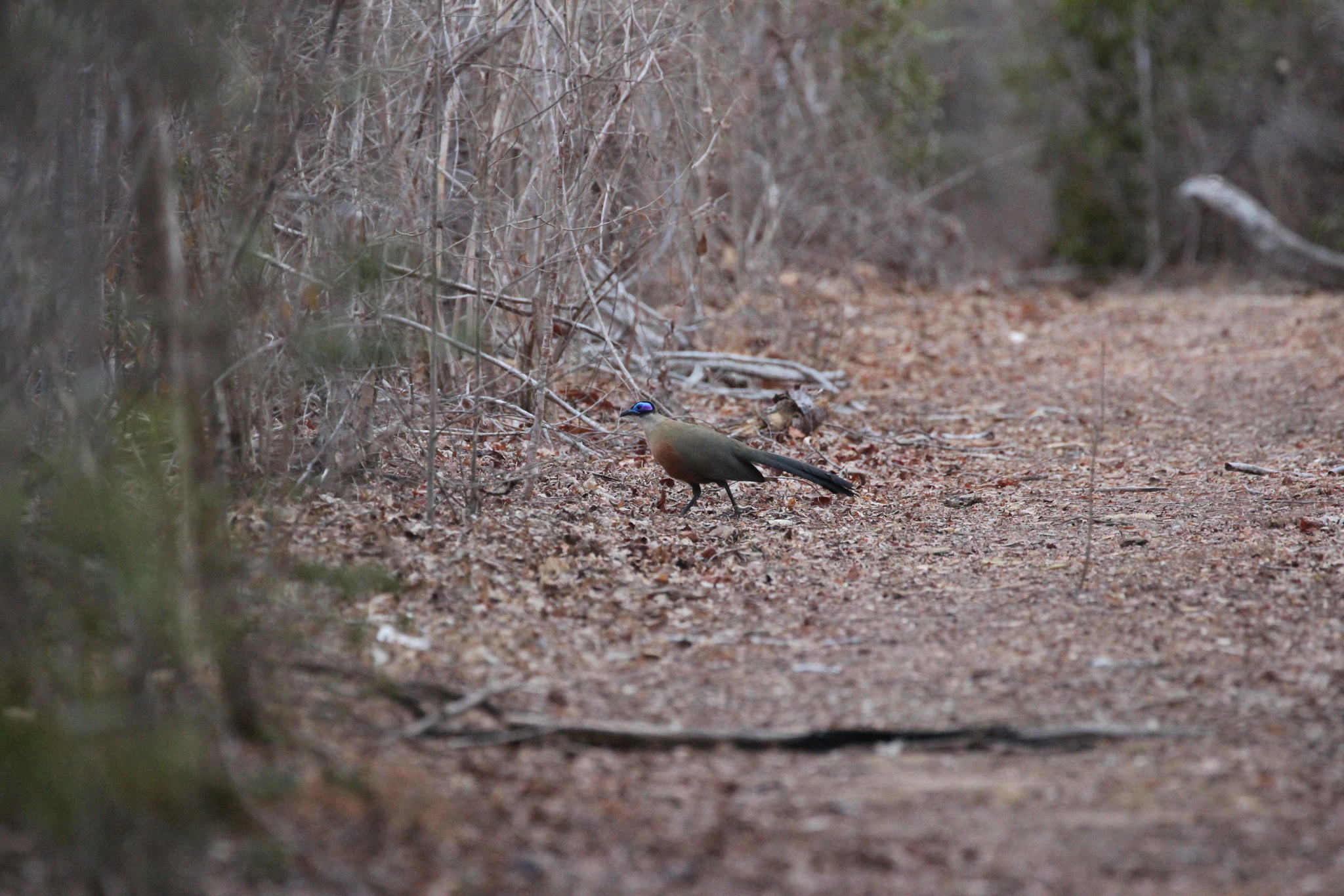 Giant Coua (Coua gigas), photo 10