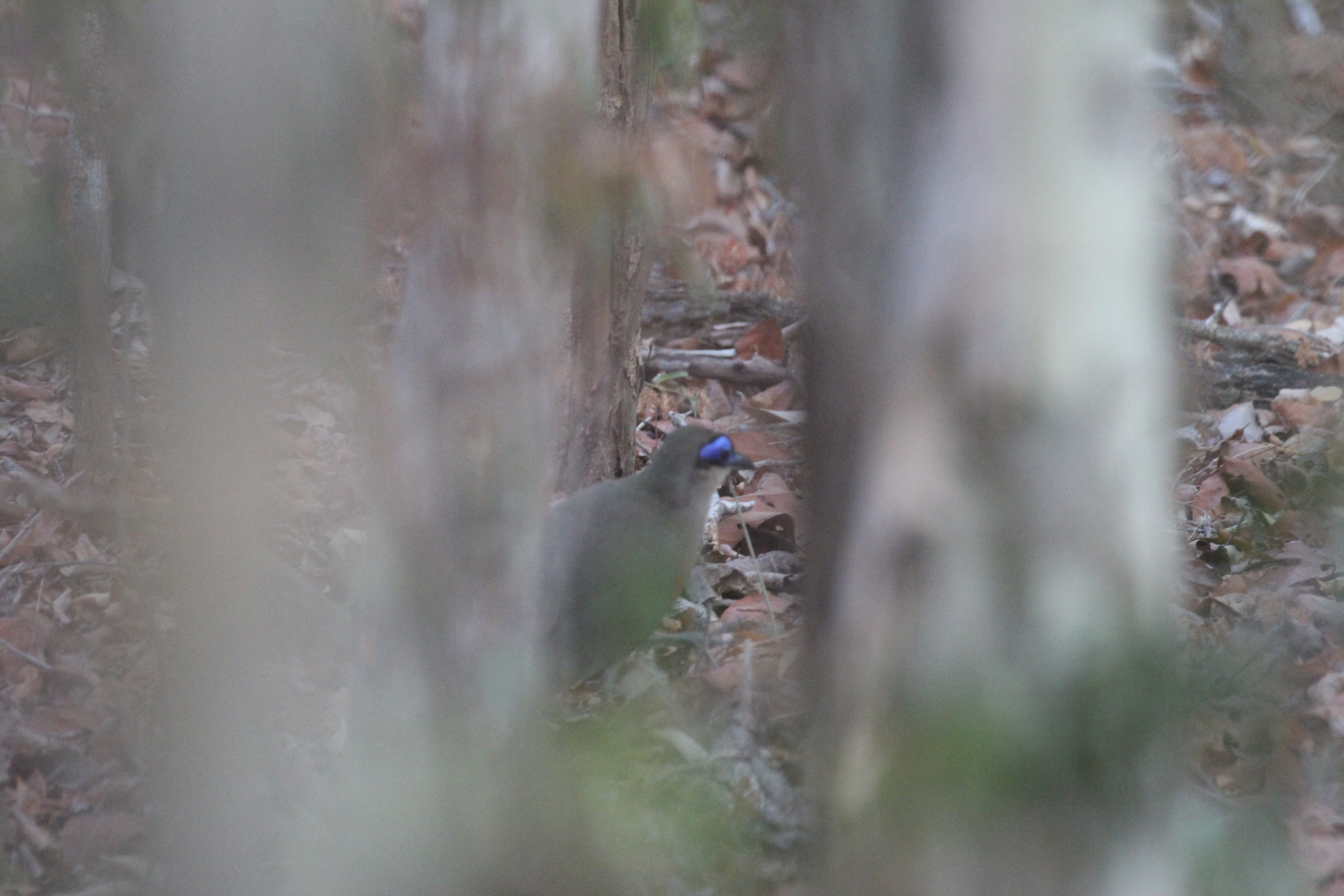 Coquerel's Coua (Coua coquereli), photo 6