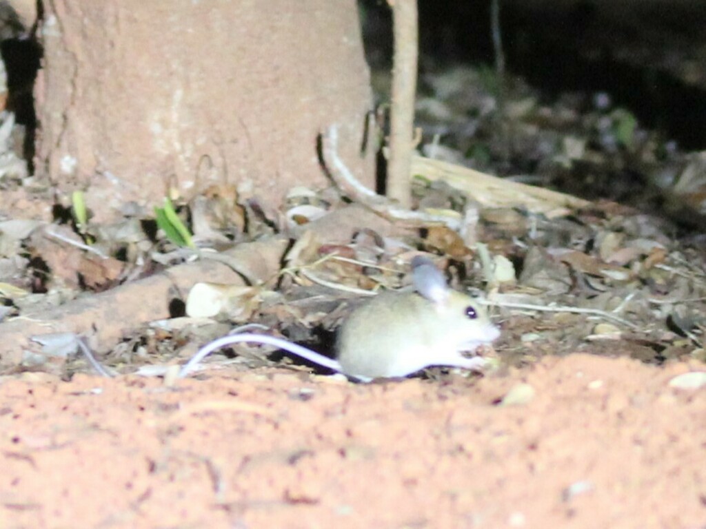 Western Big-footed Mouse