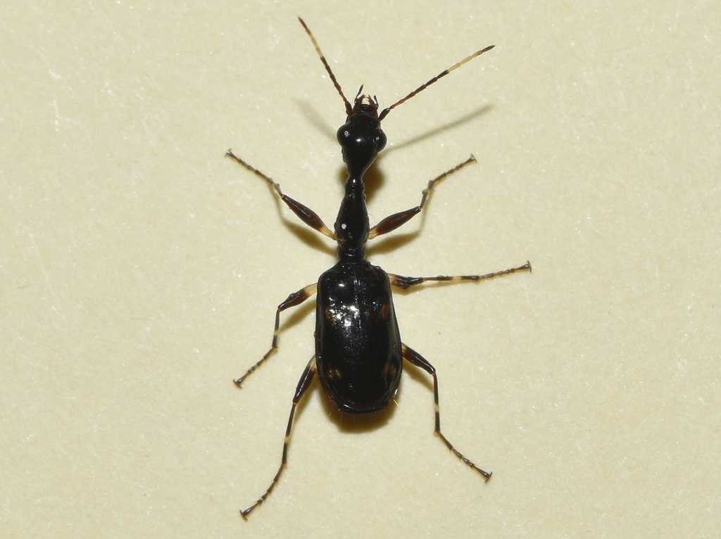 Colliuris tetrastigma