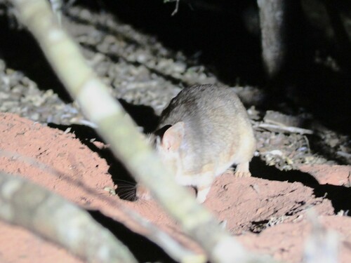 Malagasy Giant Rat