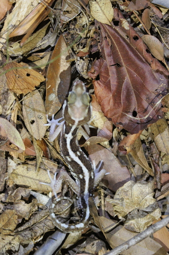 Madagascar Ground Gecko, Paroedura picta