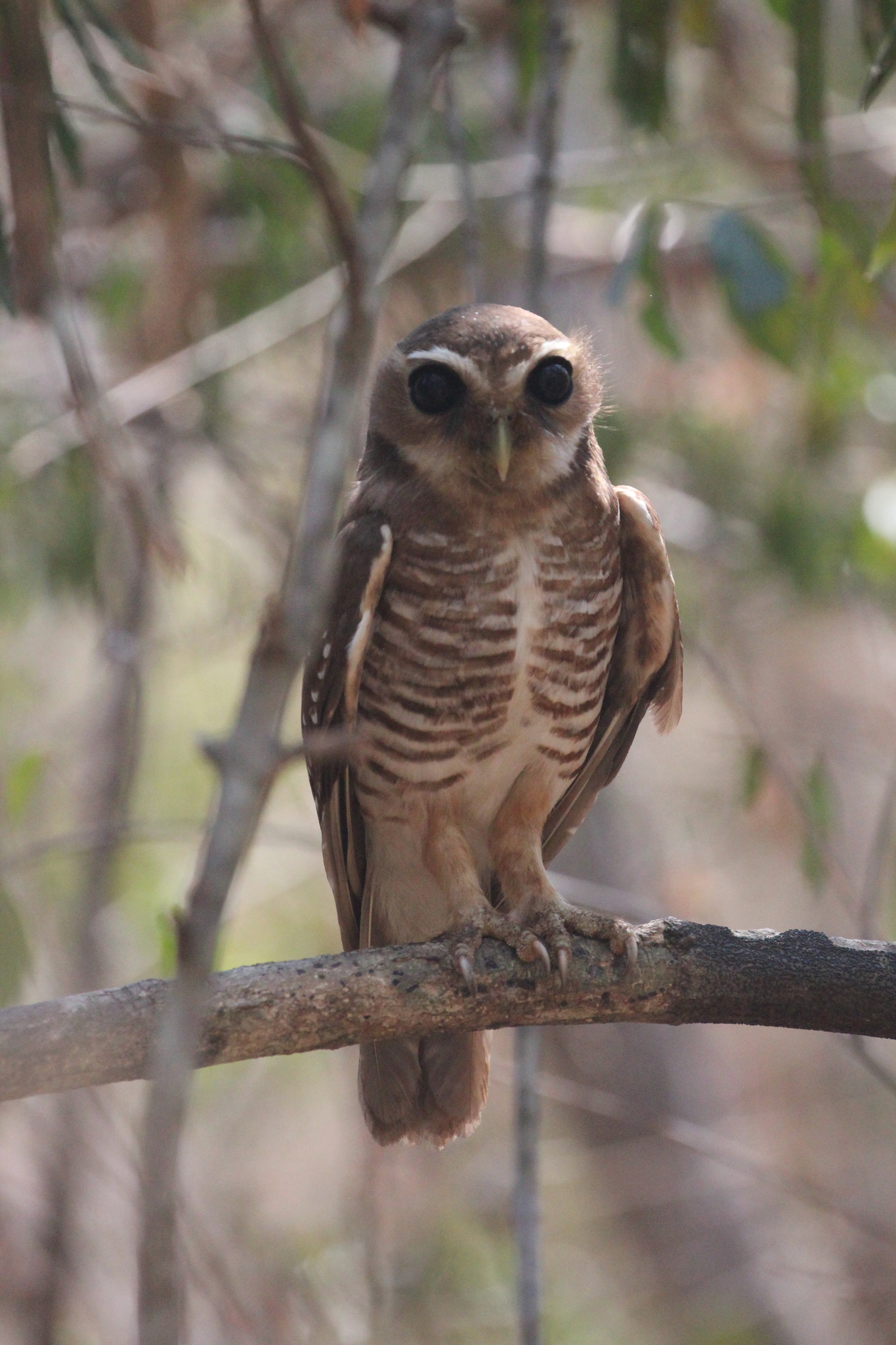 White-browed Owl illustration