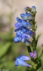 Penstemon glaber