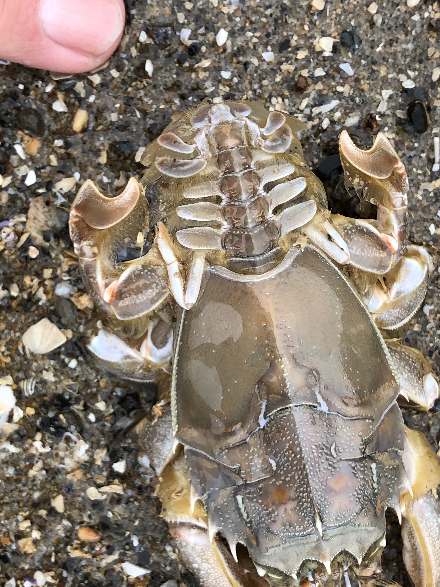 giant mole crab