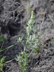 Chenopodium nitens
