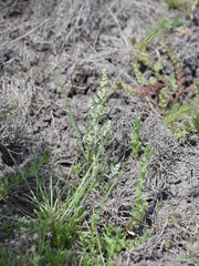 Chenopodium nitens