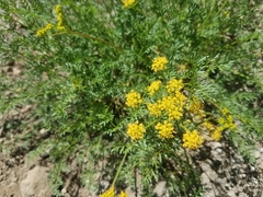Cymopterus