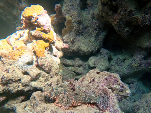 Scorpionfish